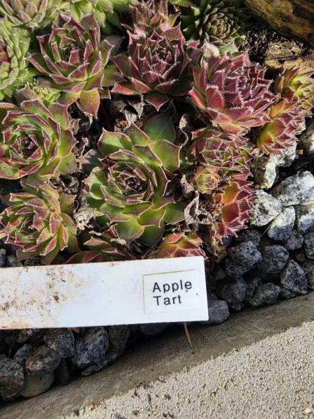 Apple Tart