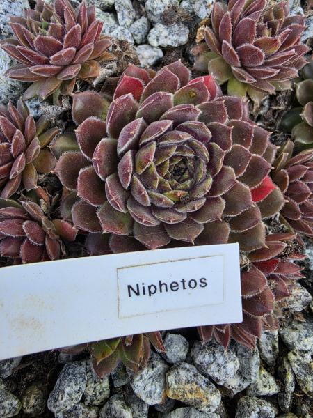 Niphetos