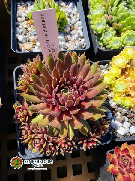 Rosenzobels Flatterband