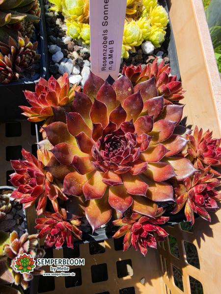 Rosenzobels Sonne
