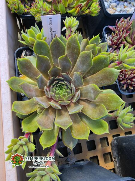 Rosenzobels Olive