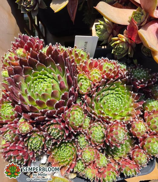 Malvina
