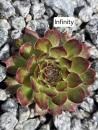 Infinity