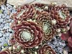 Sill´s Wunderblume