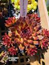 Rosenzobels Sonne