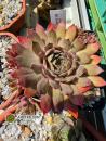 Dama de Elche