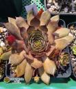 Rosenzobels Rotkehlchen